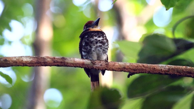 Spotted Puffbird - ML610929980