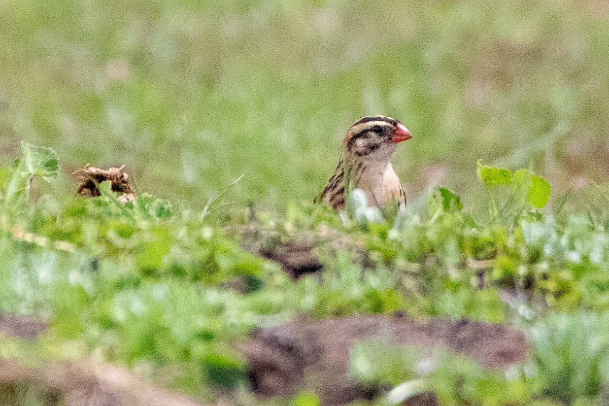 Pin-tailed Whydah - ML610929999