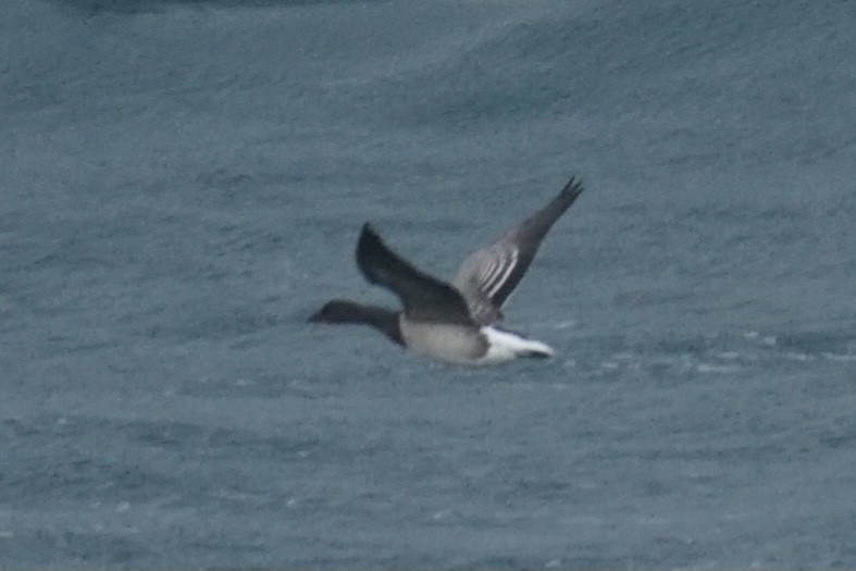 Brant (Pale-bellied) - Ander Alvarez