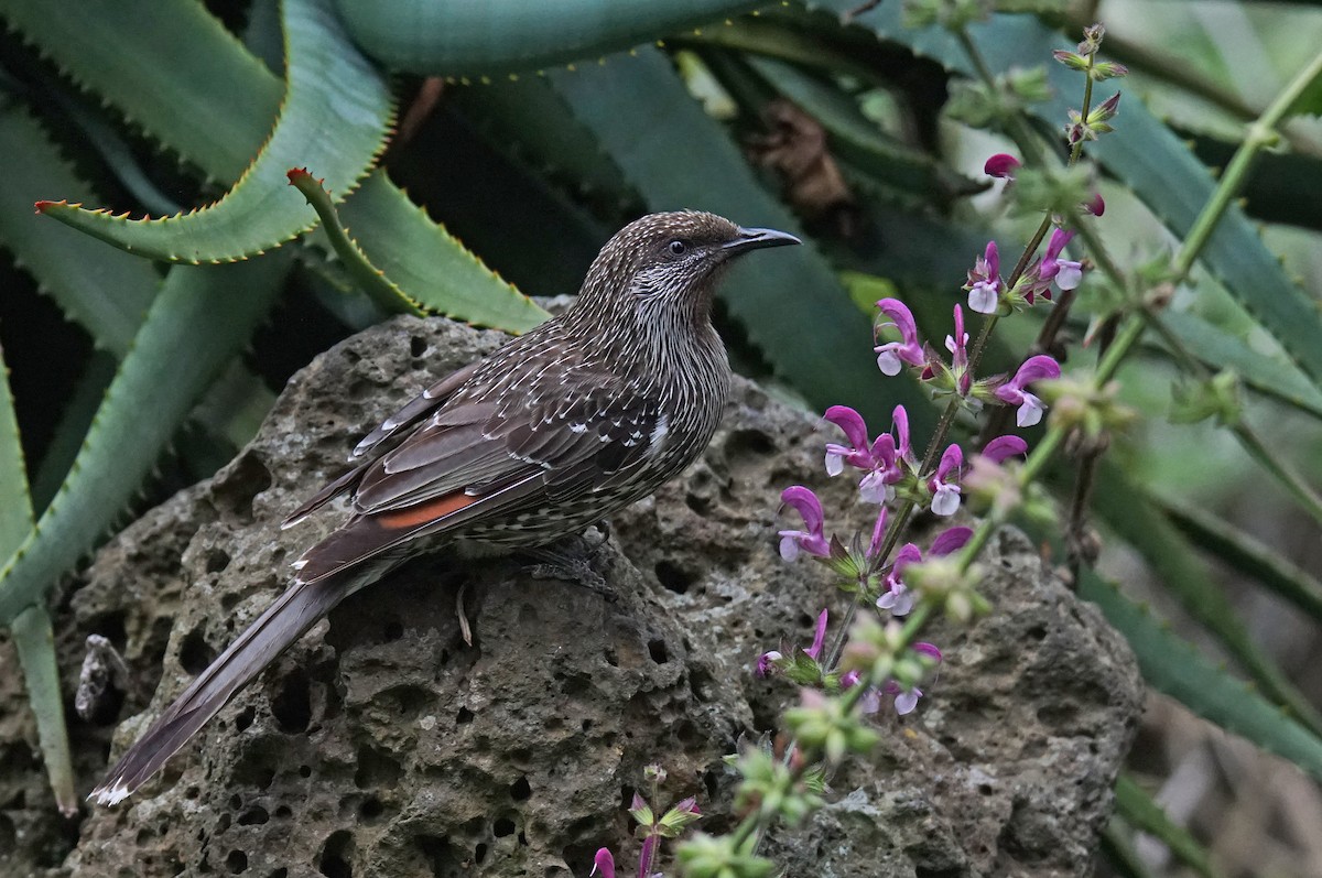 Little Wattlebird - ML610930046