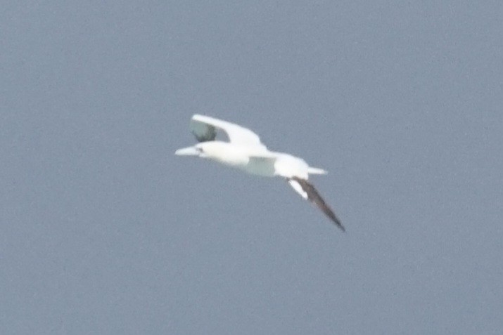 Northern Gannet - Ander Alvarez