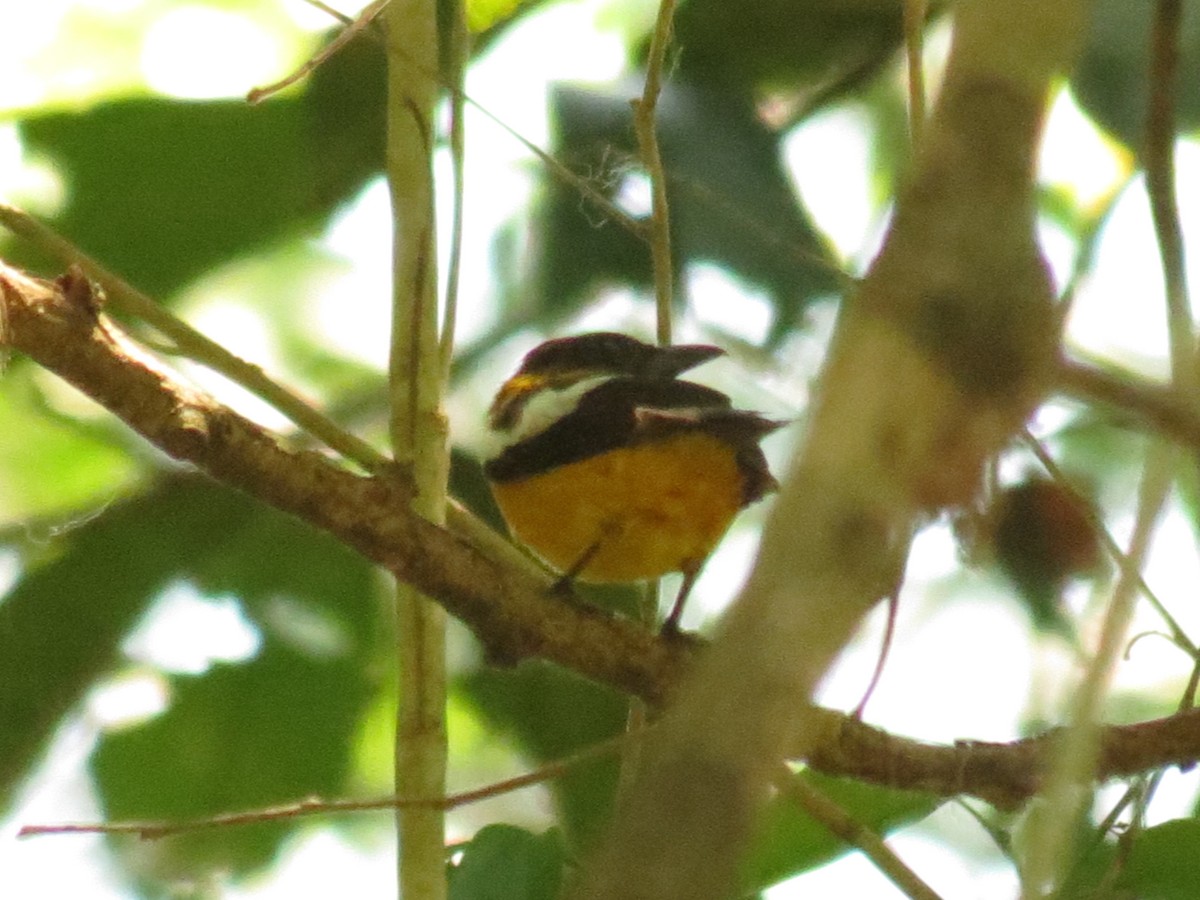 White-winged Shrike-Tanager - ML610930226