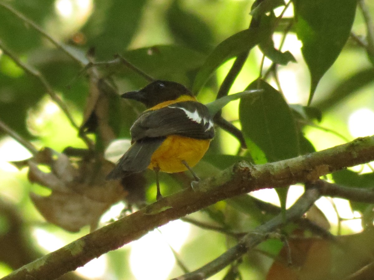 White-winged Shrike-Tanager - ML610930231