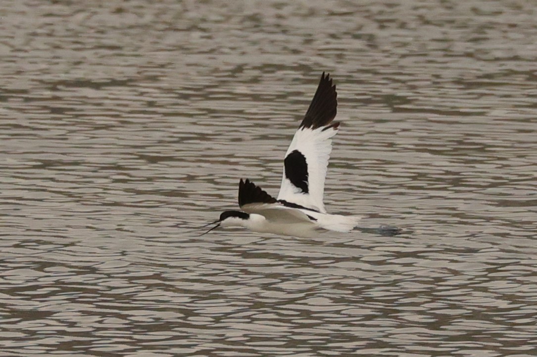 Avocette élégante - ML610930267