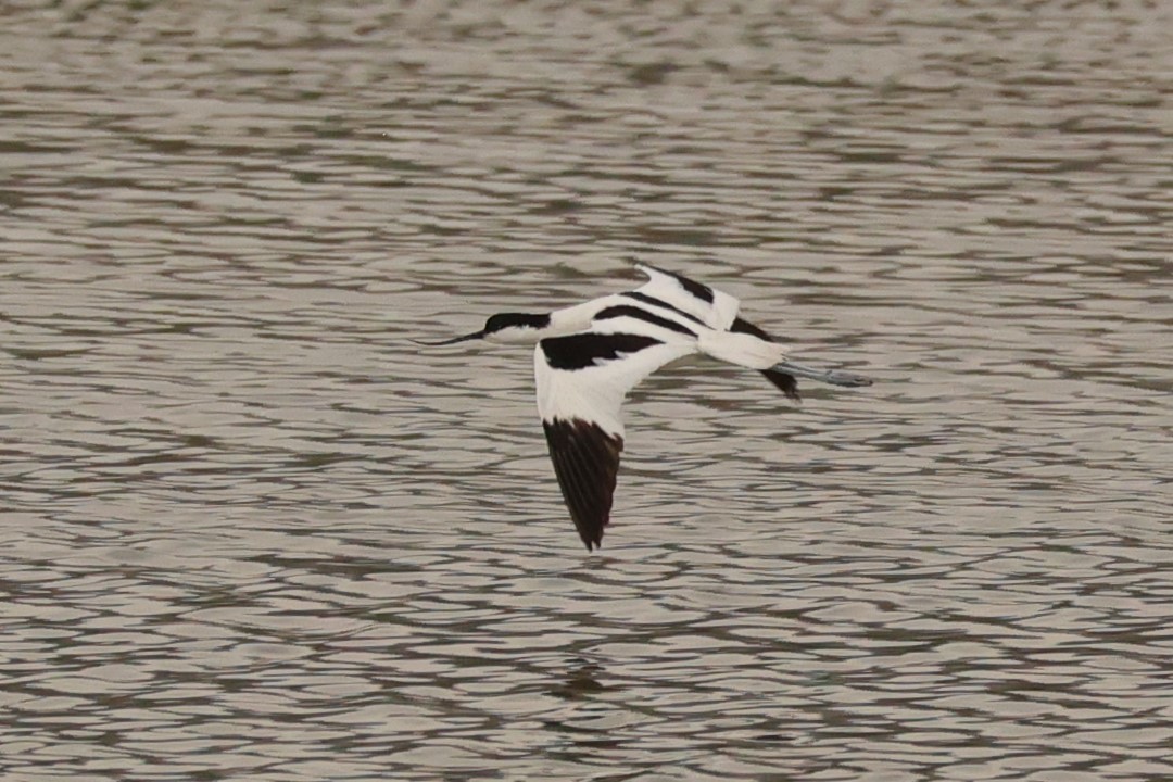 Pied Avocet - Kylie-Anne Cramsie