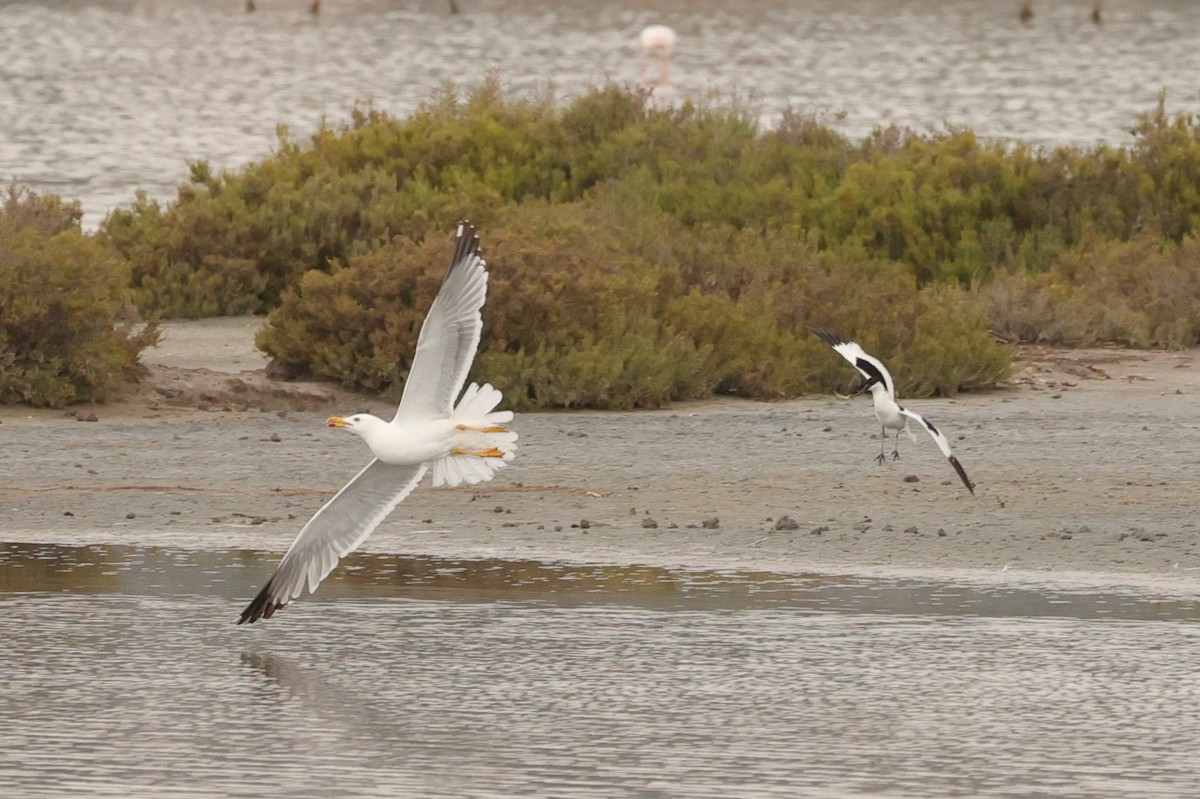 Pied Avocet - ML610930270