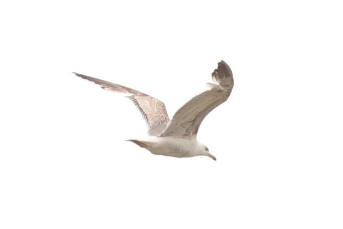 Средиземноморская чайка - ML610930304