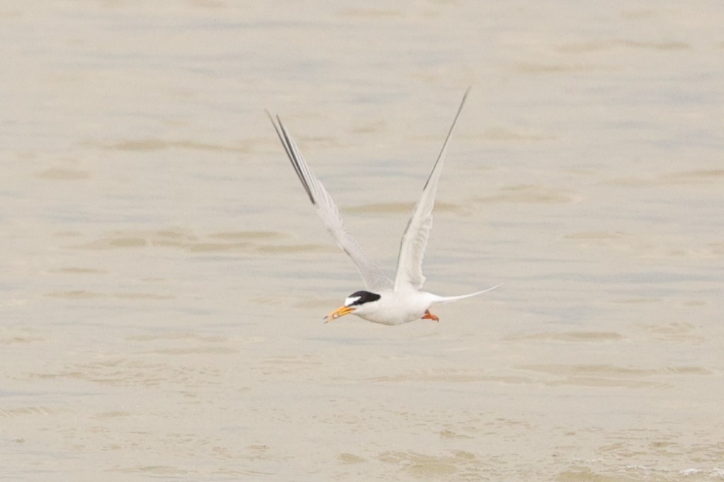 Little Tern - ML610930309