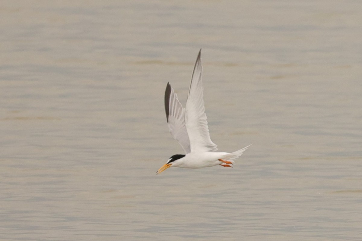 Little Tern - ML610930350