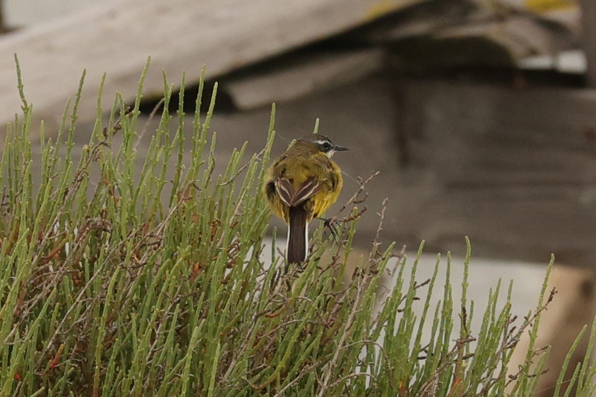 Western Yellow Wagtail - ML610930413