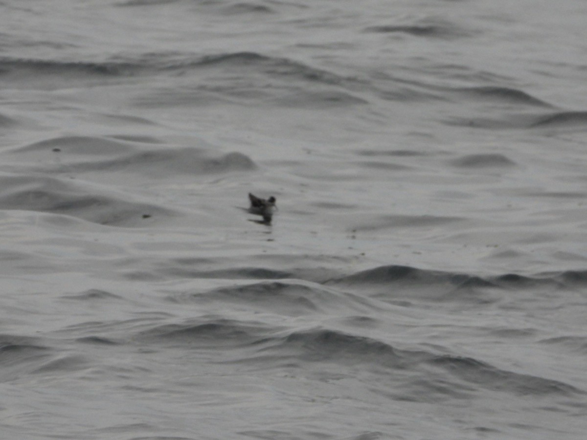 Red-necked Phalarope - Bruce Moorman