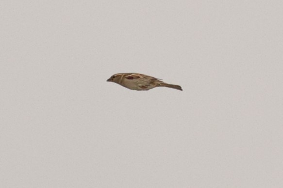 House Sparrow - ML610930443