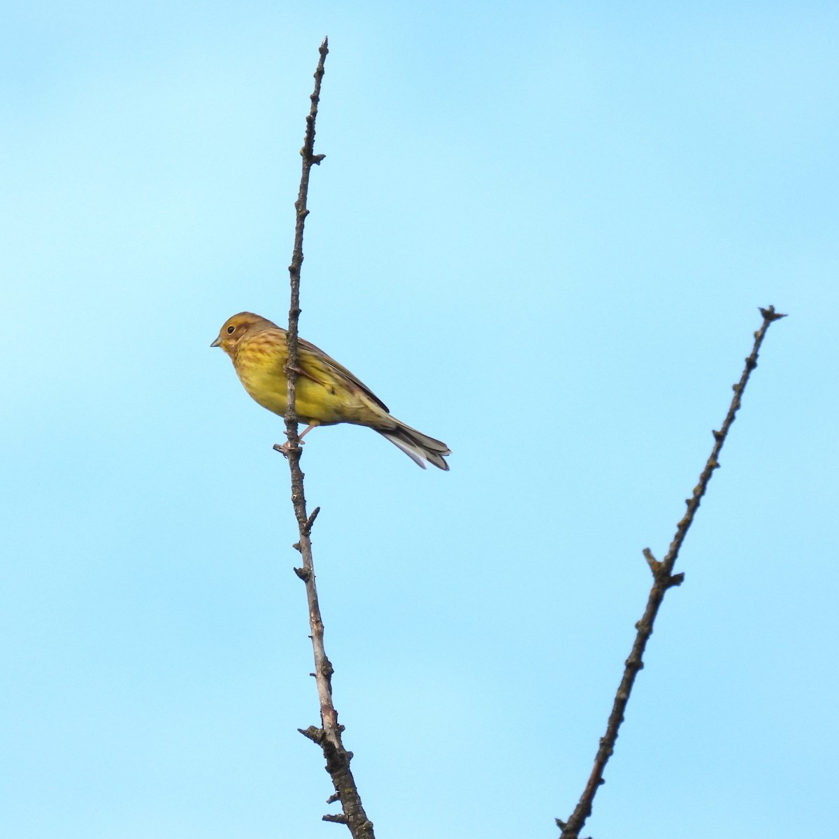 Yellowhammer - ML610930468