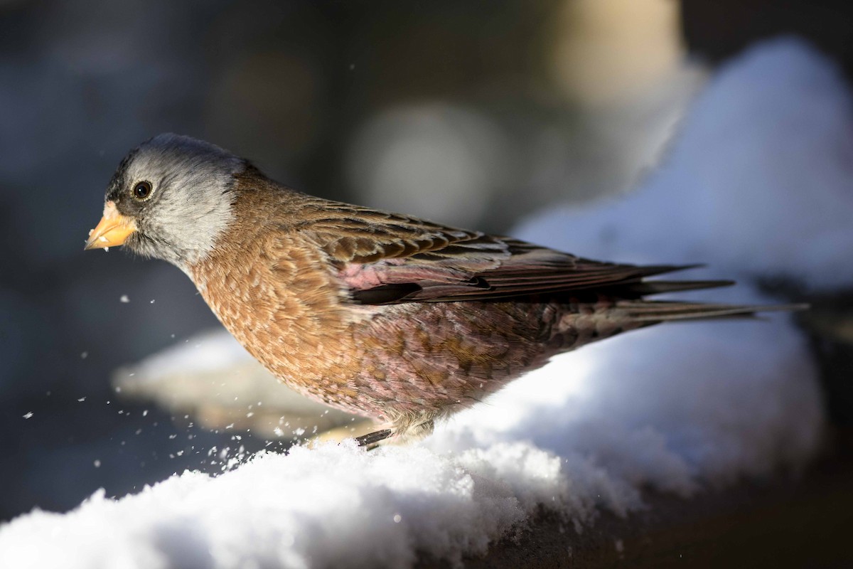 Gray-crowned Rosy-Finch (Hepburn's) - Cameron Carver