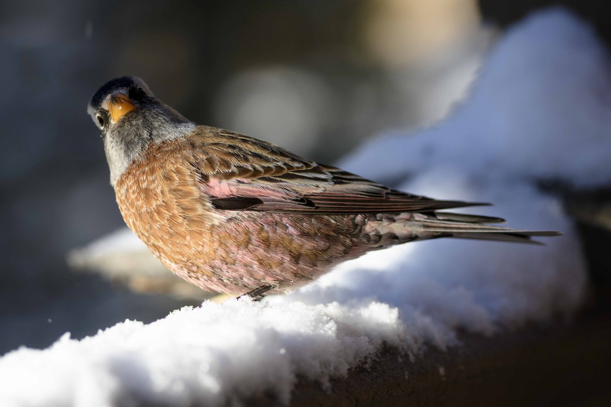 Gray-crowned Rosy-Finch (Hepburn's) - Cameron Carver