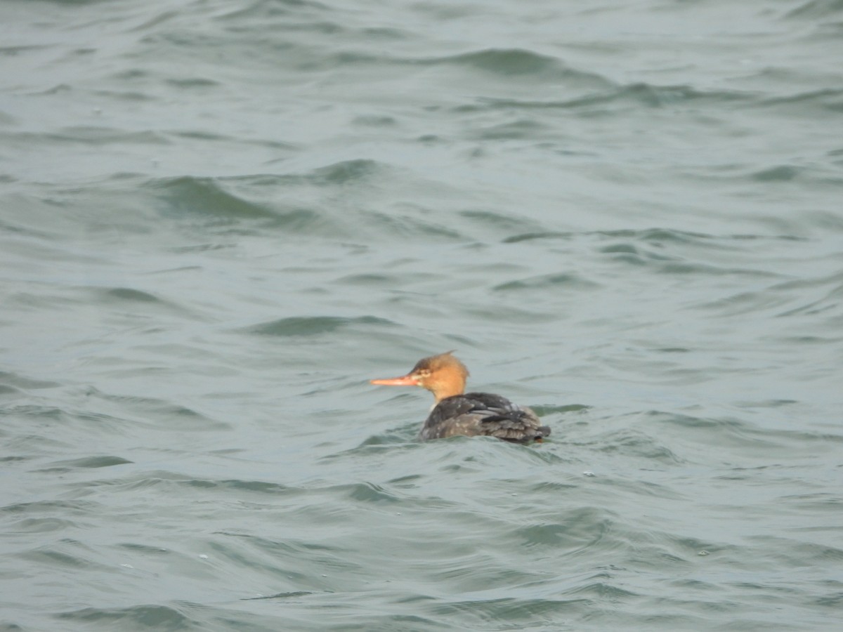 Red-breasted Merganser - ML610930508