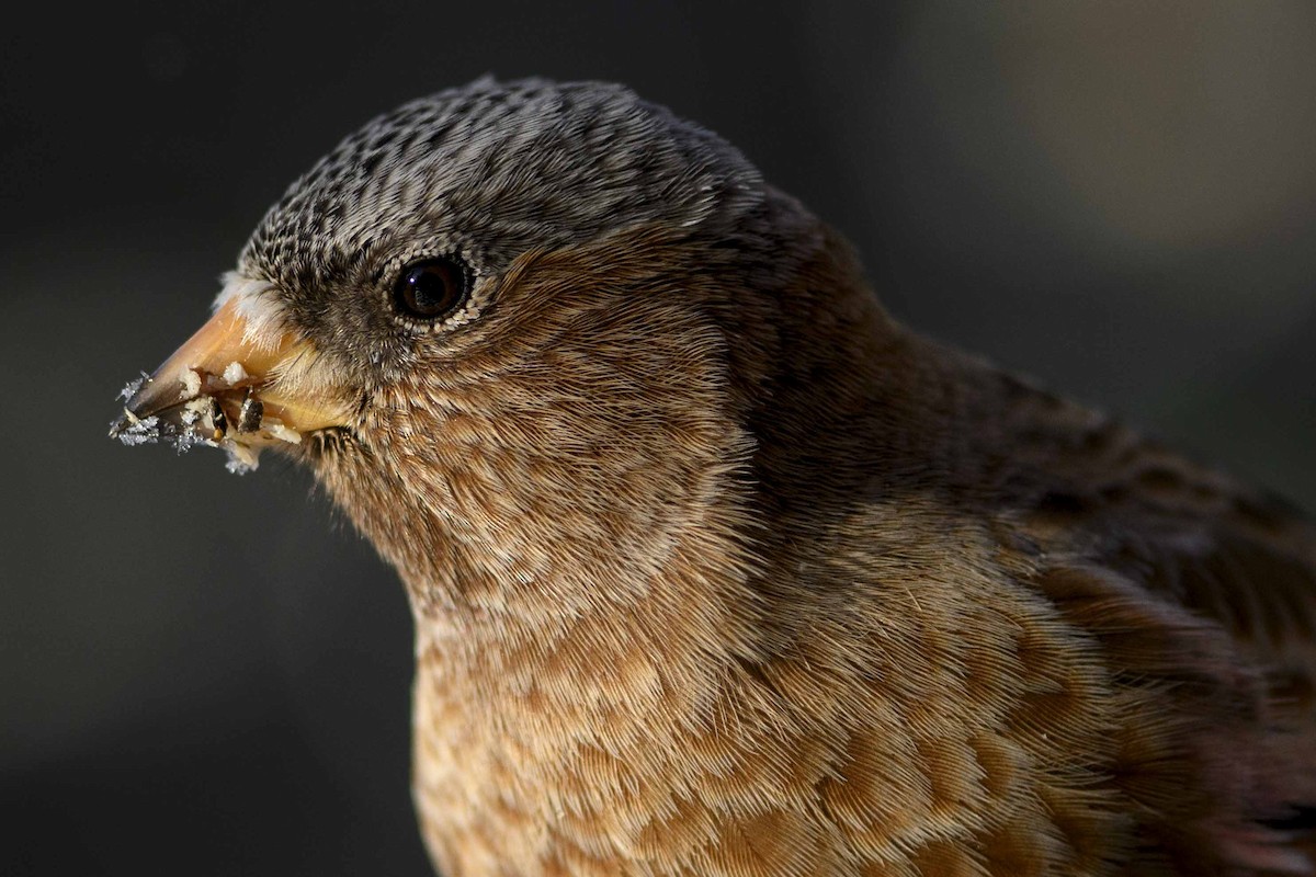 Brown-capped Rosy-Finch - ML610930511