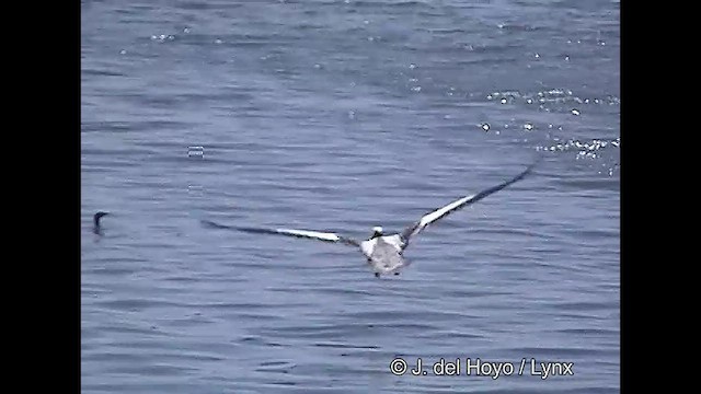 Peruvian Pelican - ML610930639