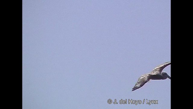 Peruvian Pelican - ML610930644