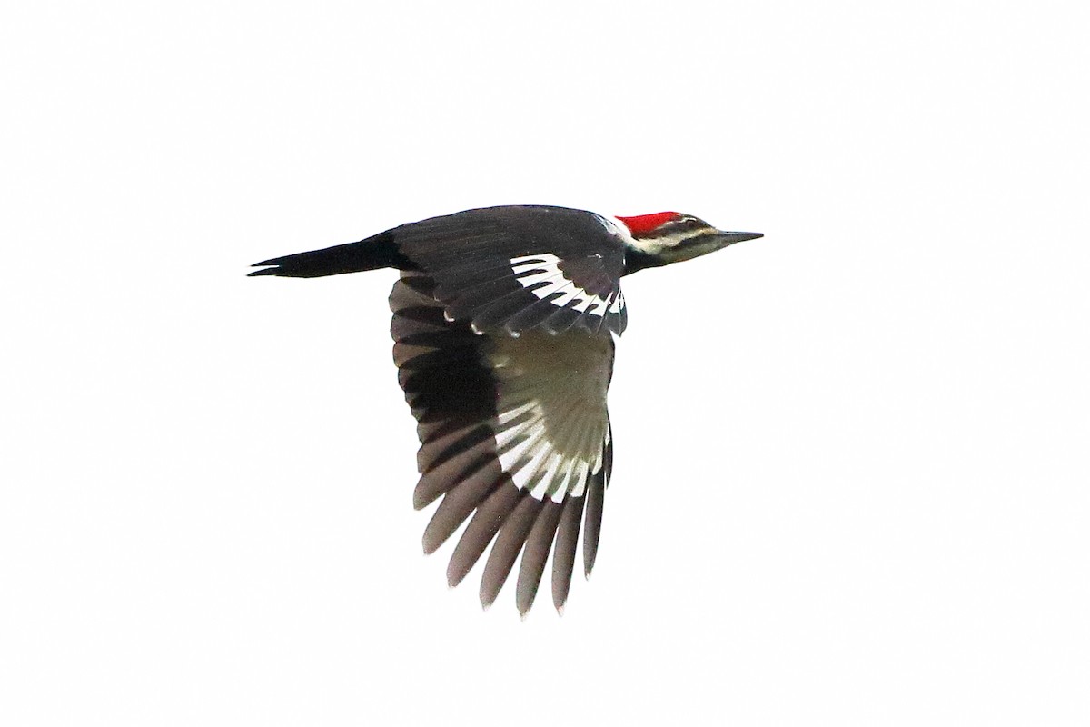 Pileated Woodpecker - ML610930667
