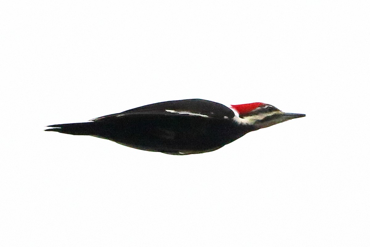 Pileated Woodpecker - John Manger