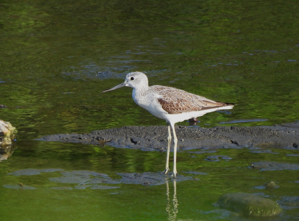 Common Greenshank - ML610930726