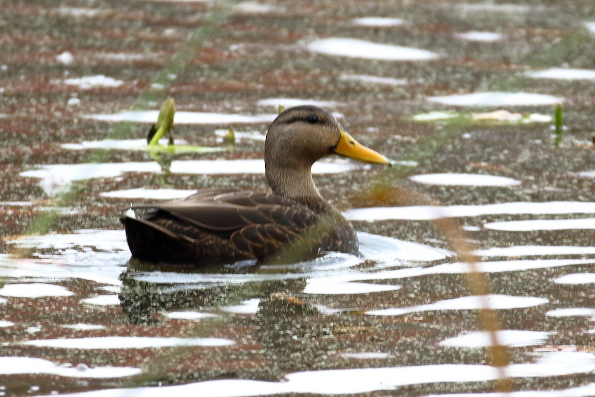 Canard noir - ML610930741