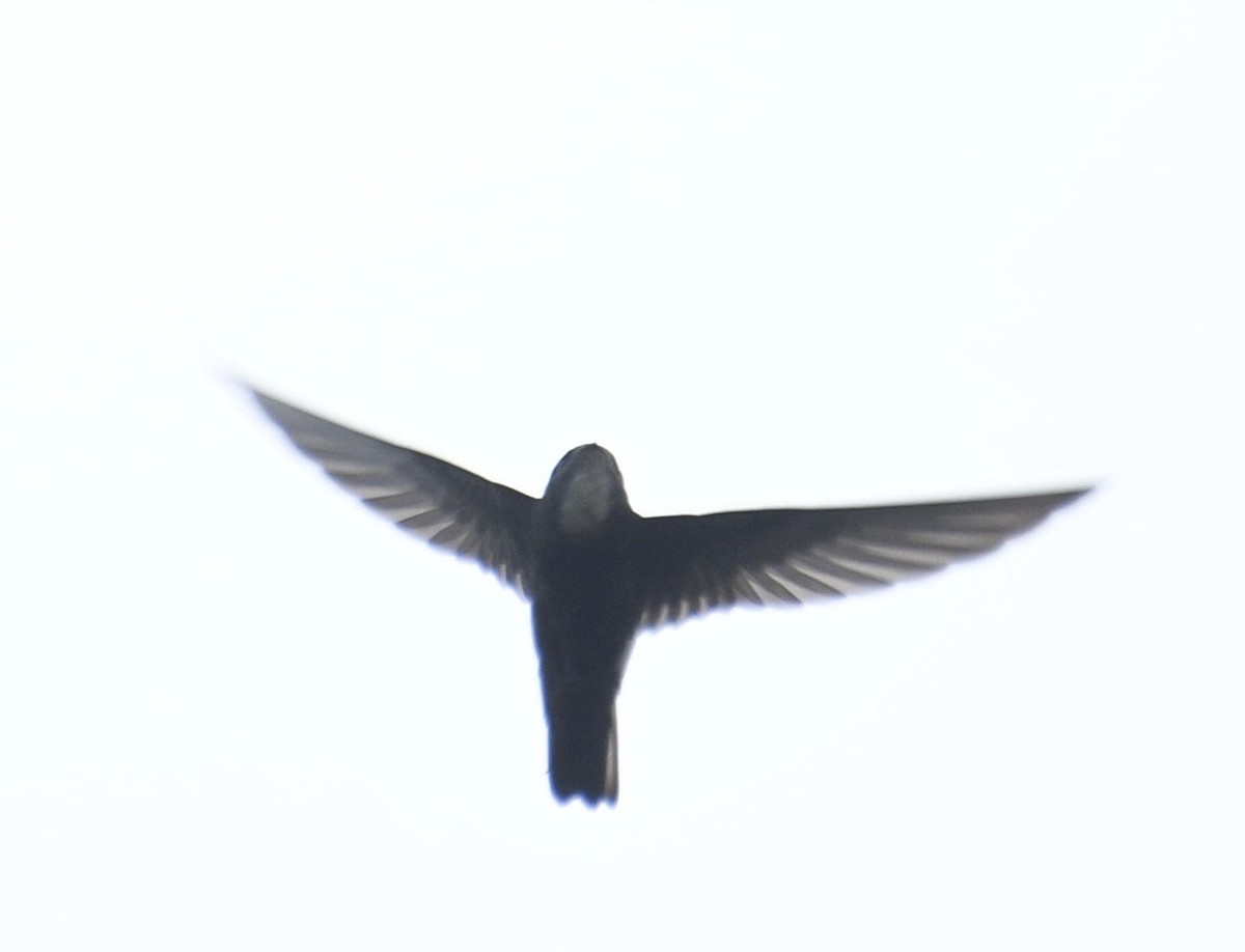 Little Swift - ML610930853