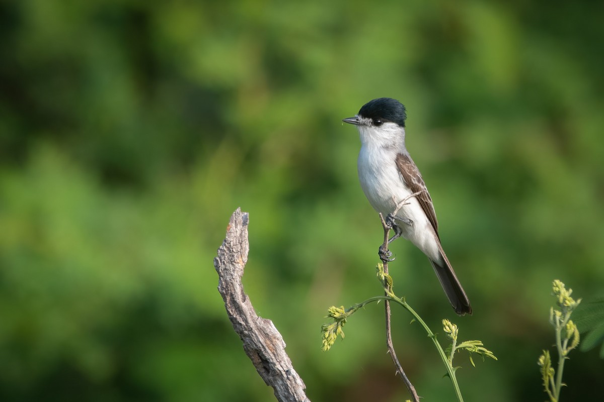 White-naped Xenopsaris - ML610930934