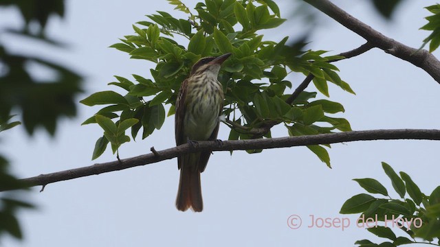 Streaked Flycatcher - ML610930954