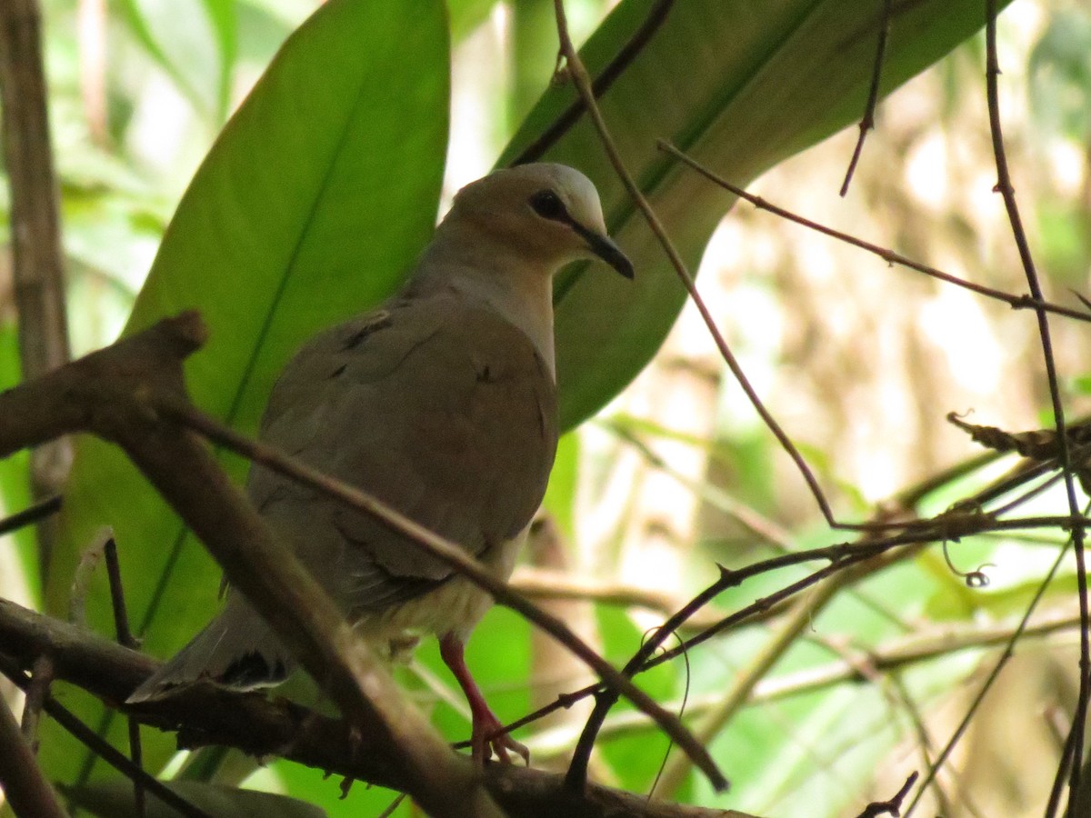 Plumbeous Pigeon - ML610931103