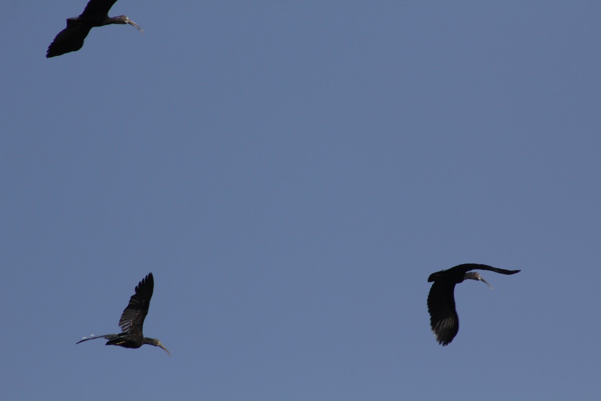 ibis zelený - ML610931159