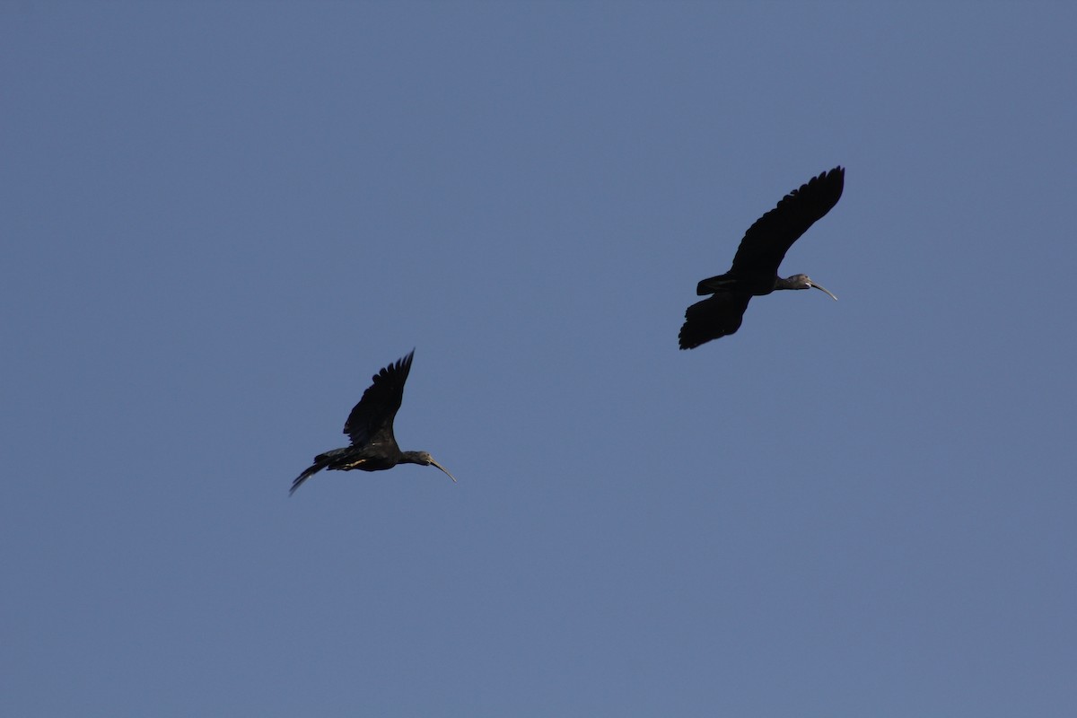 ibis zelený - ML610931160