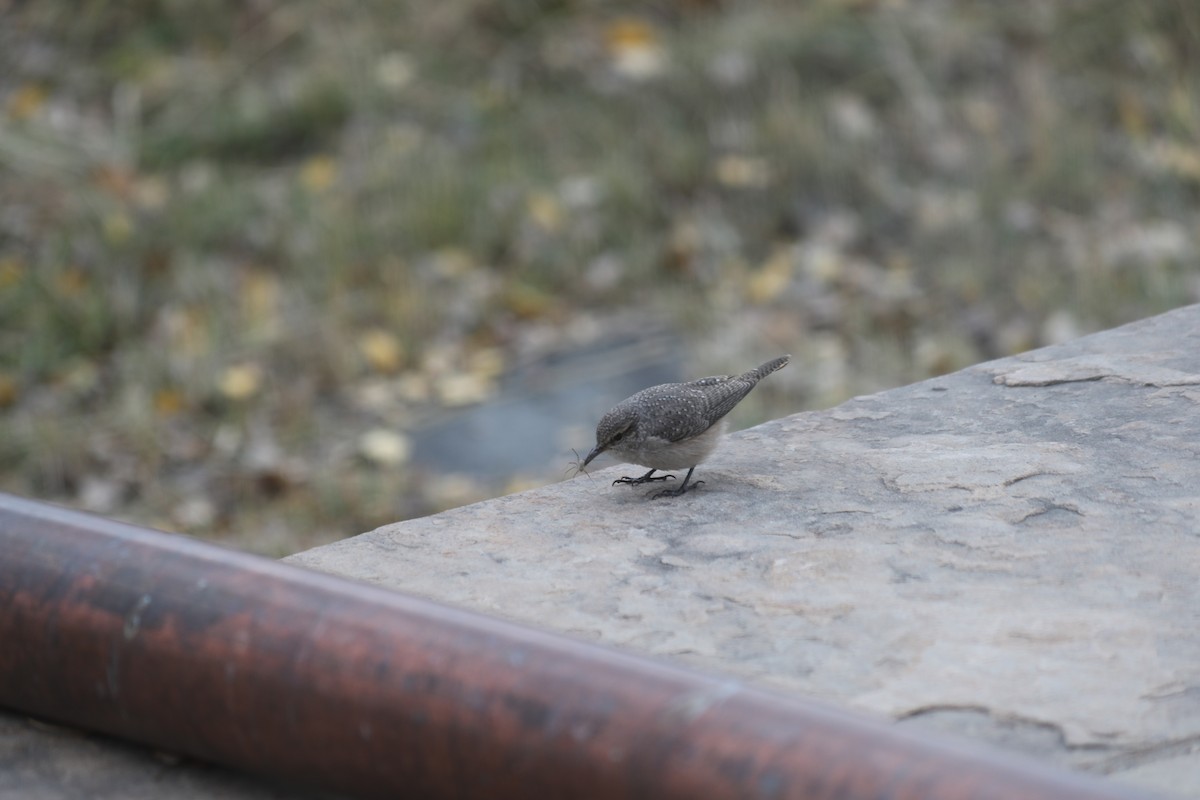 Rock Wren - Patricia Barry