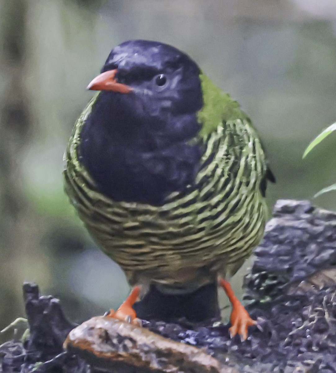 Barred Fruiteater - David Muth