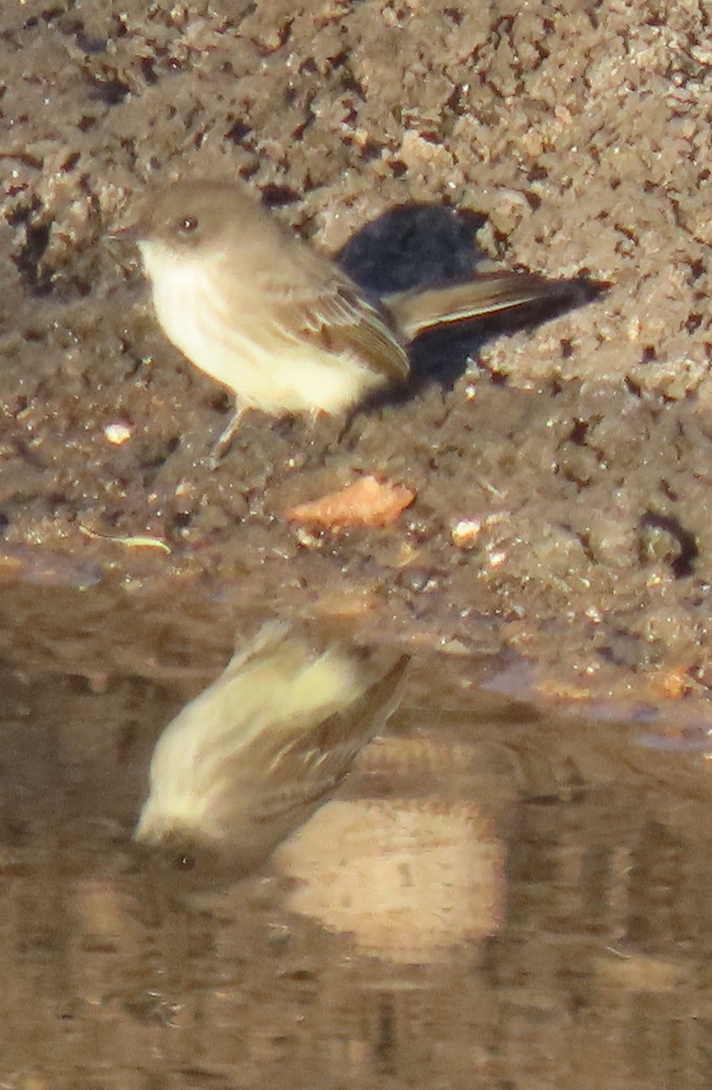 Eastern Phoebe - ML610931322