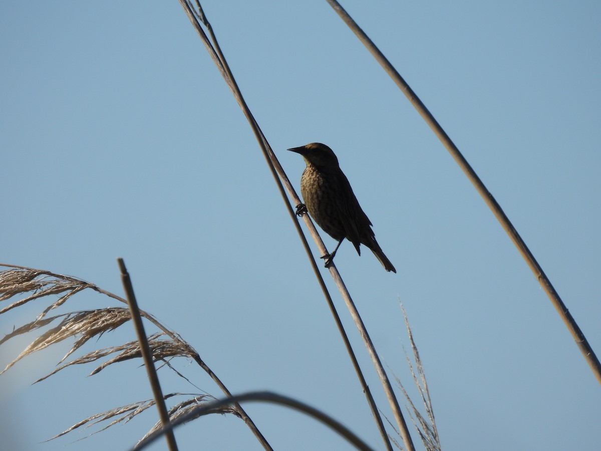 Yellow-winged Blackbird - ML610931363