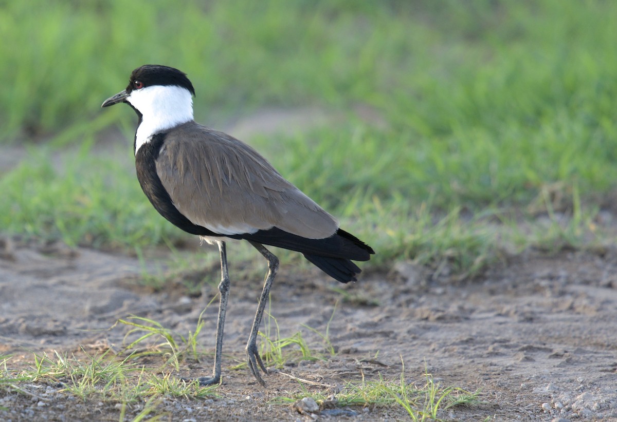 Spur-winged Lapwing - ML610931378
