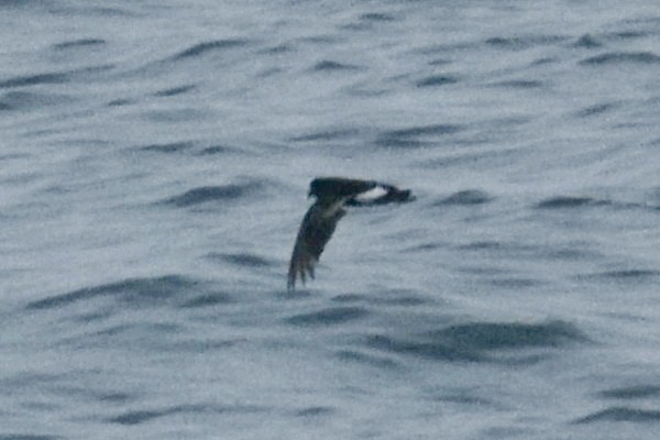 Wilson's Storm-Petrel - ML610931432