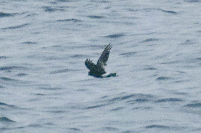 Wilson's Storm-Petrel - Ander Alvarez