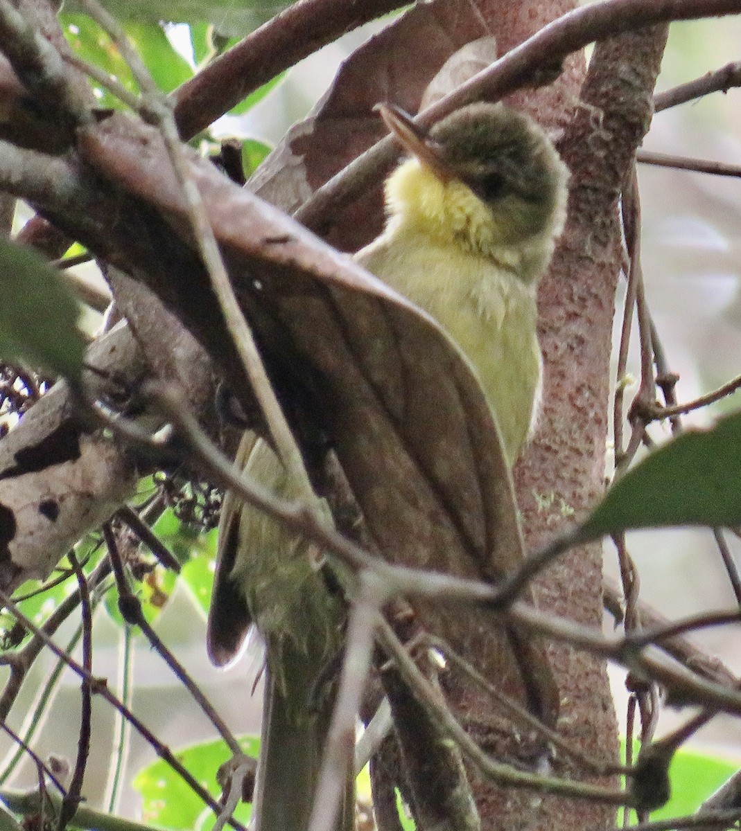 Long-billed Bernieria - ML610931556