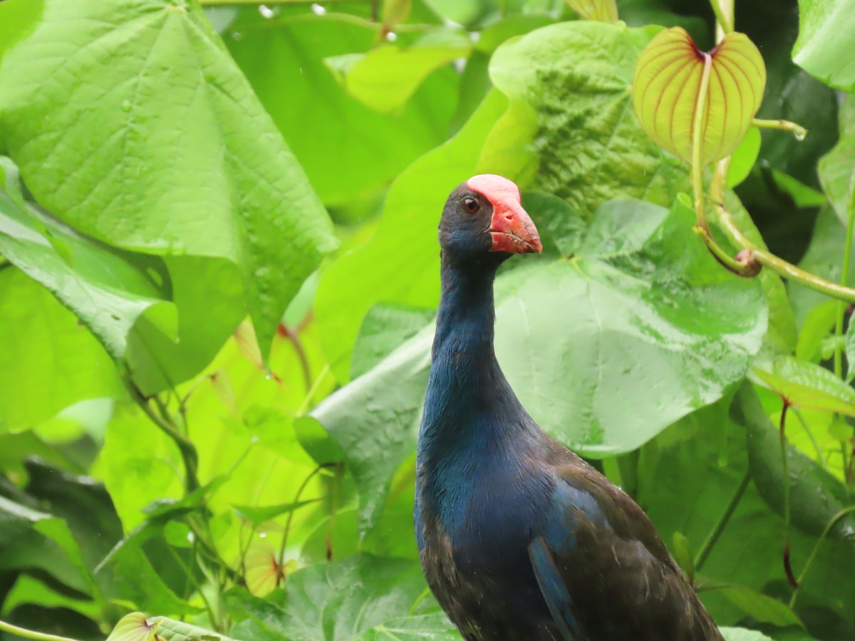 Australasian Swamphen - ML610931574