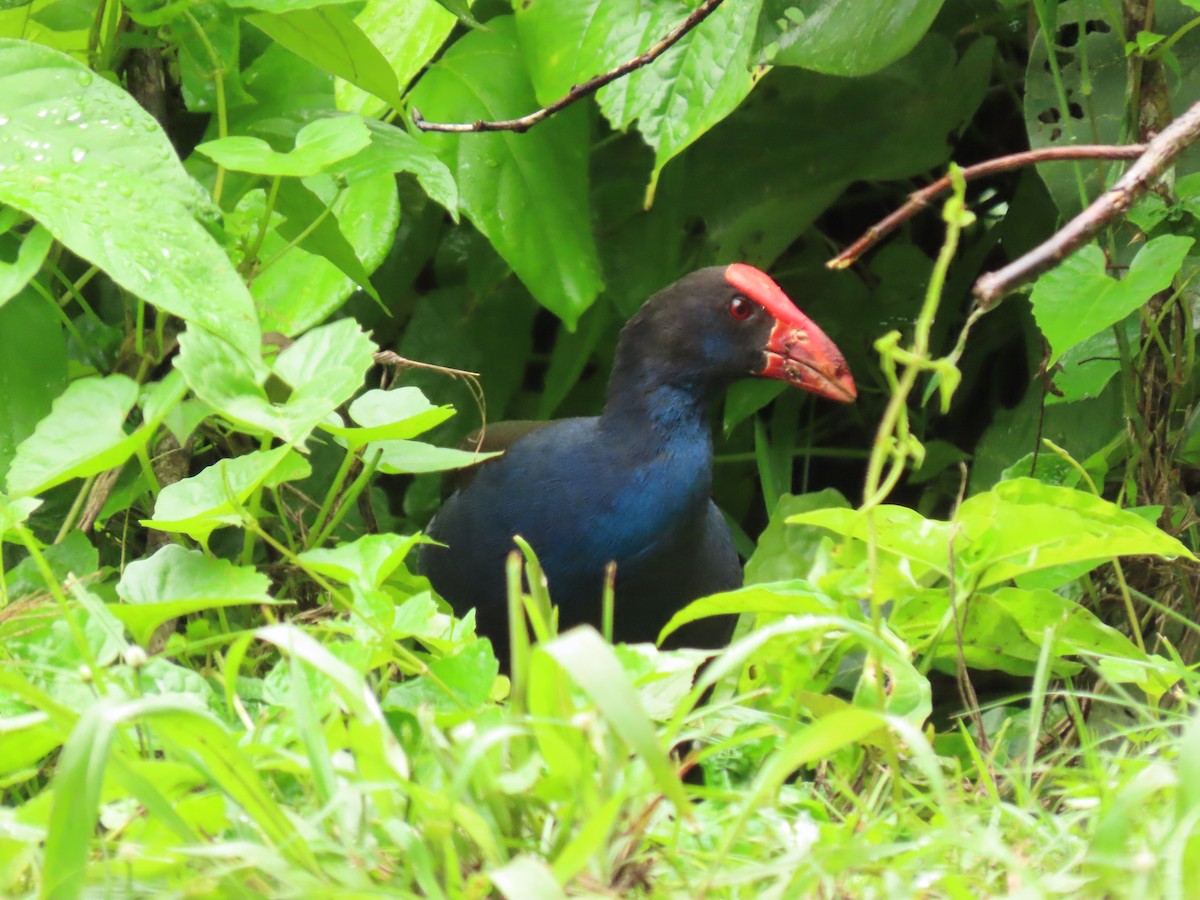 Australasian Swamphen - ML610931575