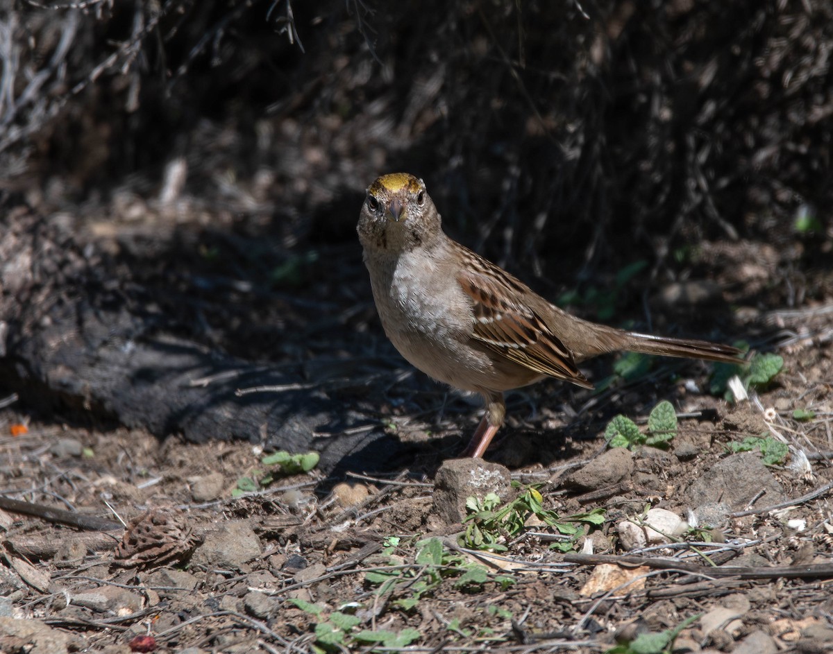 Golden-crowned Sparrow - ML610931720