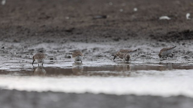 Dunlin - ML610931728