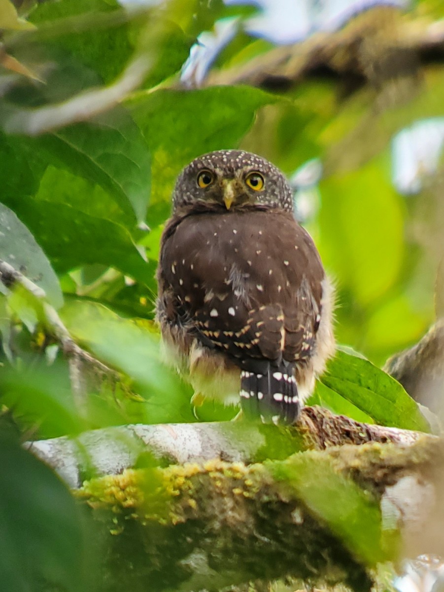 Cloud-forest Pygmy-Owl - Jean Leonatti