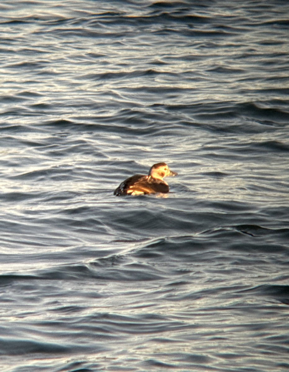 Long-tailed Duck - ML610931844