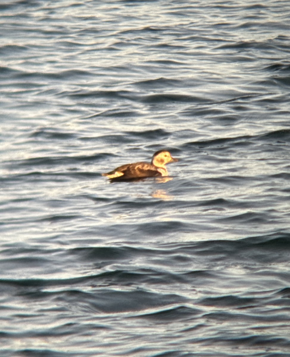 Long-tailed Duck - ML610931846