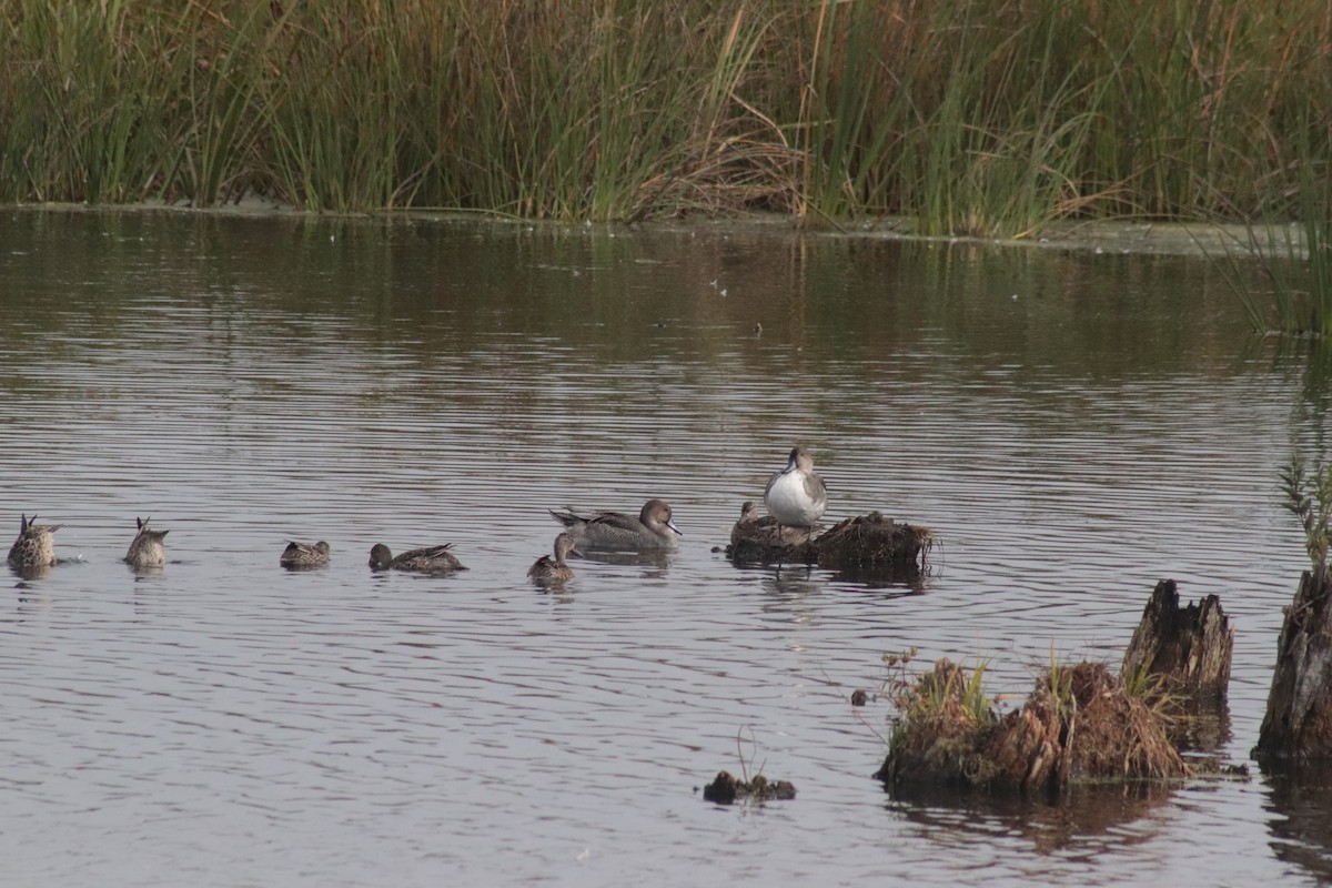 Northern Pintail - ML610931863