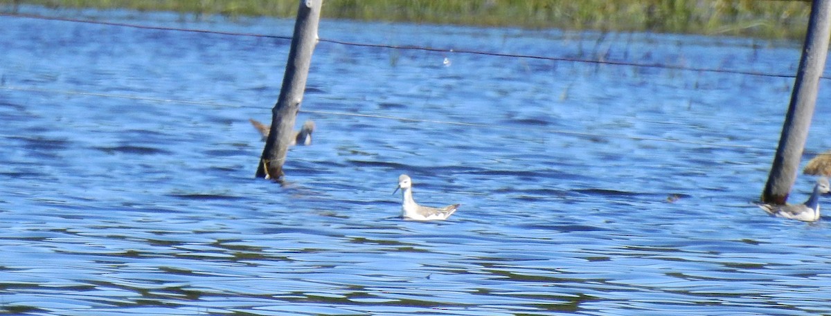 phalarope sp. - ML610931877